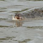 Crocodile Cruising on the Adelaide River