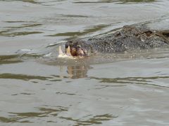 Crocodile Cruising on the Adelaide River