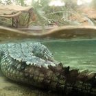 Crocodile