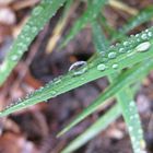 crocodile en herbe