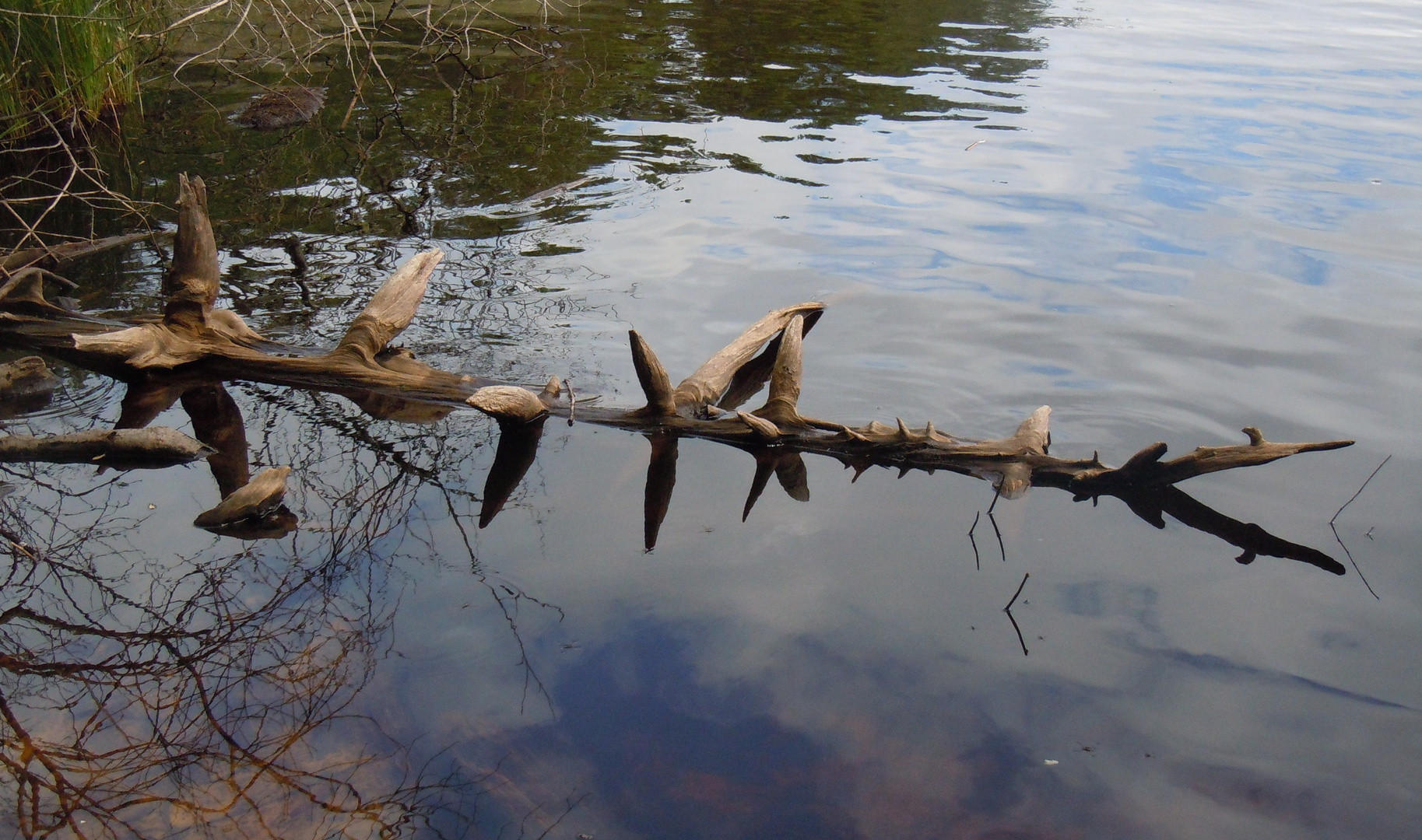 Crocodile épineux?