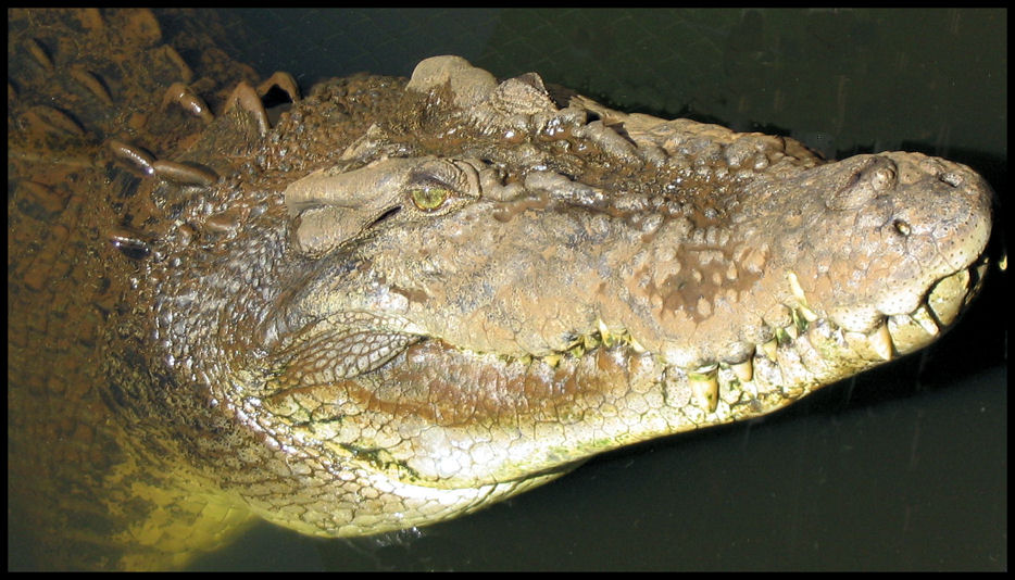 Crocodile ...