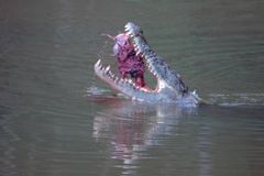 Crocodile