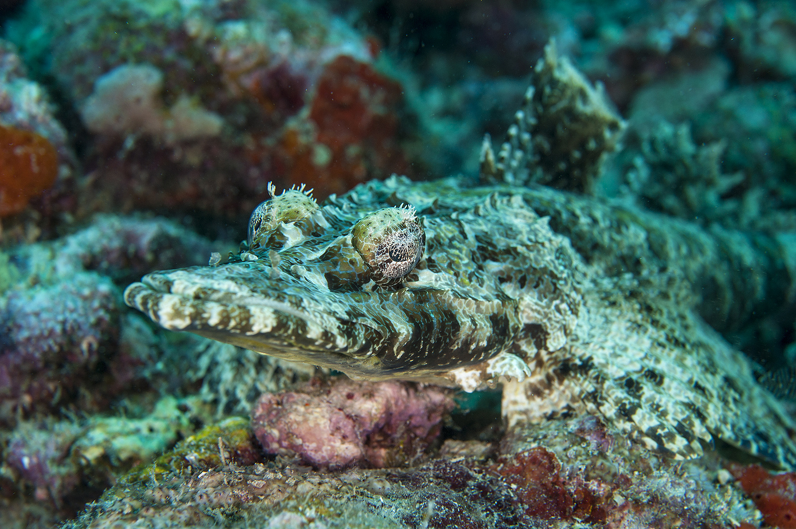 Crocodile fish