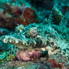 Crocodile fish