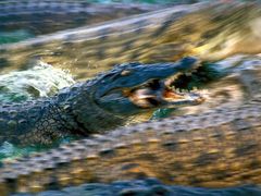 Crocodile Foodfight