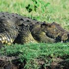 Crocodile in Chobe National Park