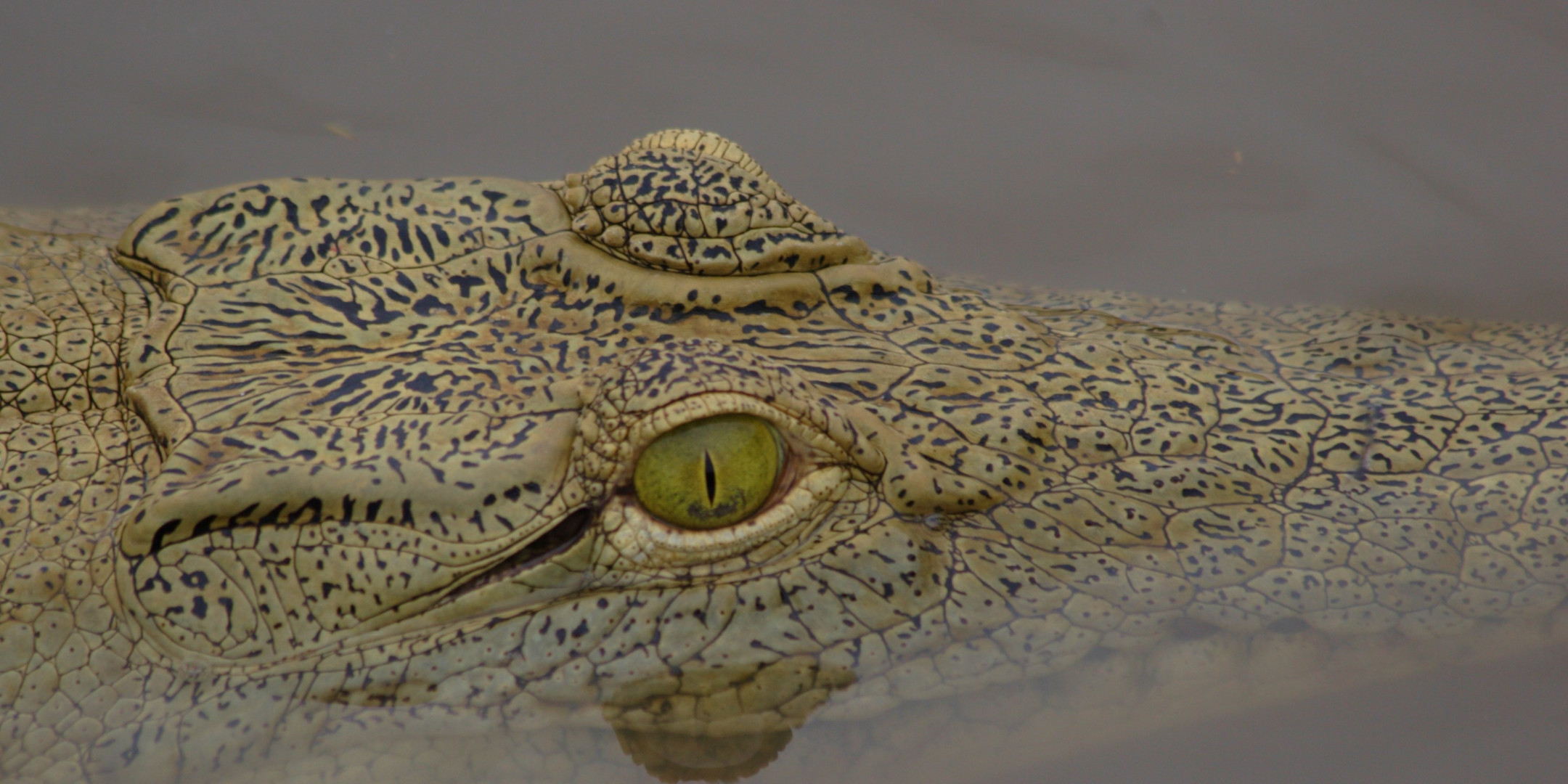 Crocodile in Saadani National Park