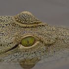 Crocodile in Saadani National Park