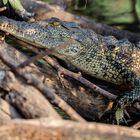 Crocodile in the Okavango River