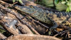 Crocodile in the Okavango River