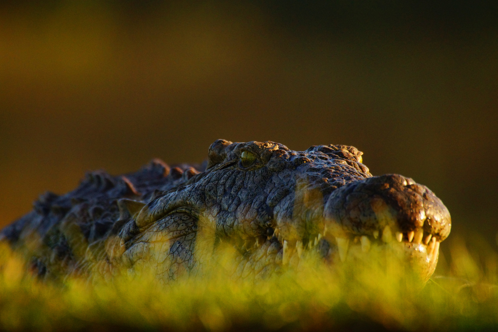 Crocodile, Lagune Hide, Zimanga Game Reserve