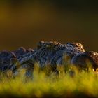 Crocodile, Lagune Hide, Zimanga Game Reserve