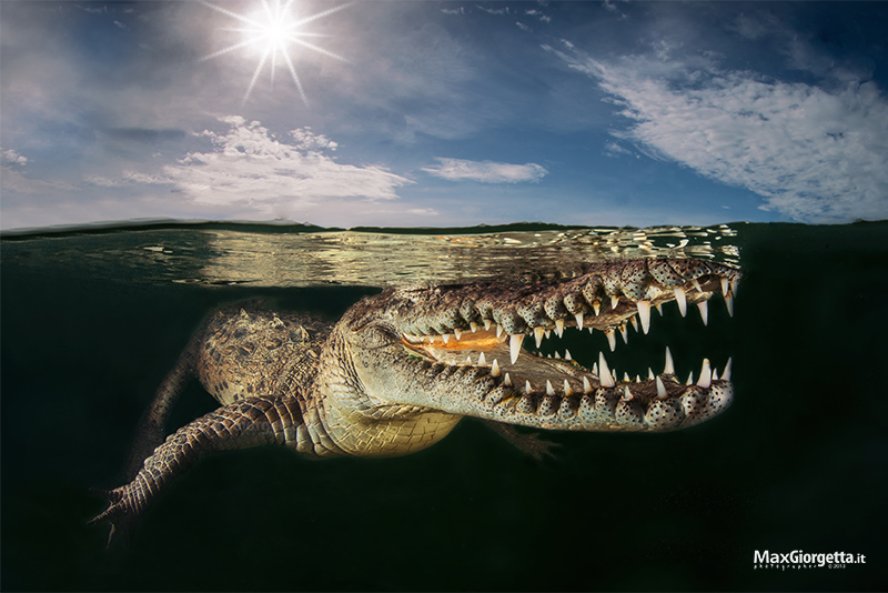 Crocodile mirror