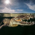 Crocodile mirror