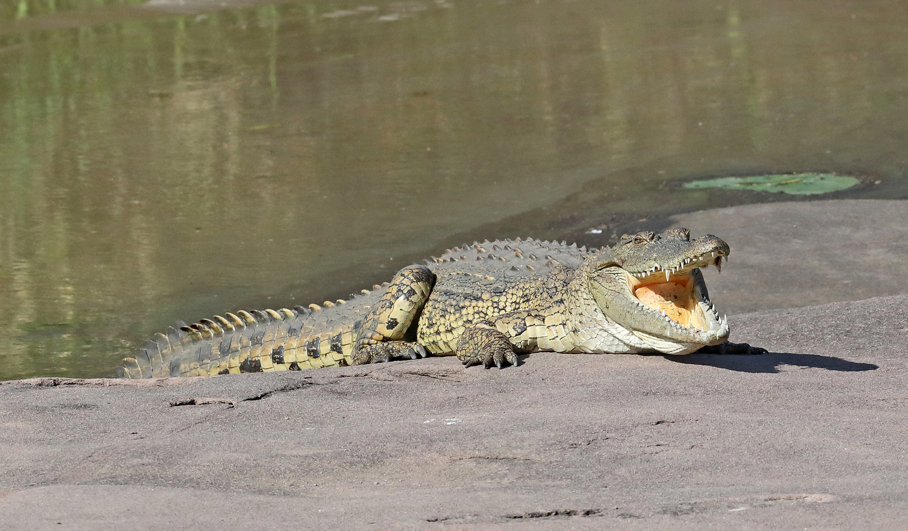Crocodile on Mara River