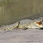 Crocodile on Mara River