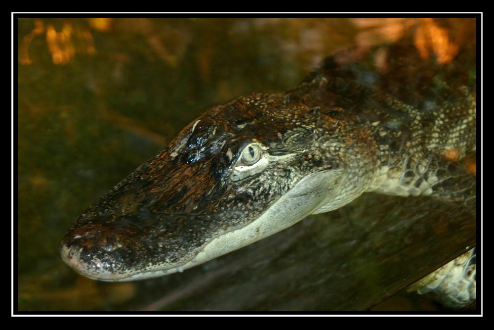 crocodile or alligator - guess...