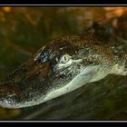 crocodile or alligator - guess...