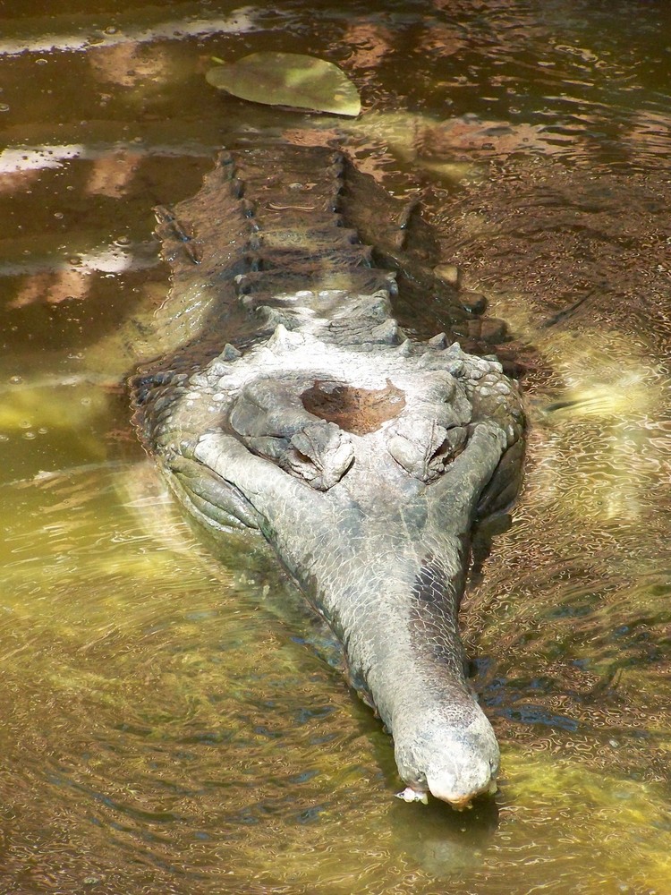 crocodile, portrait rapproché.