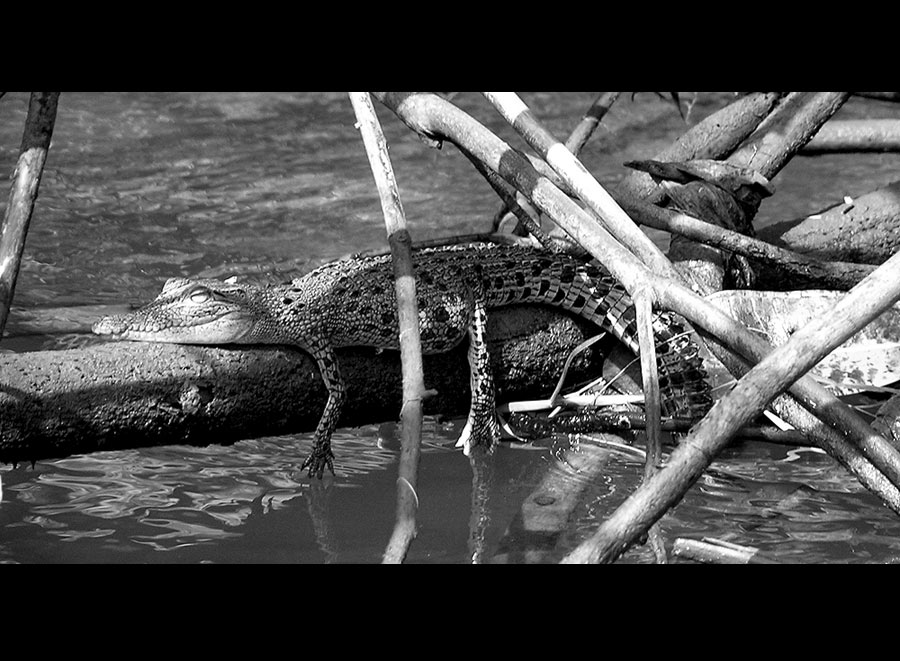 crocodile relaxing in the chill-out-zone
