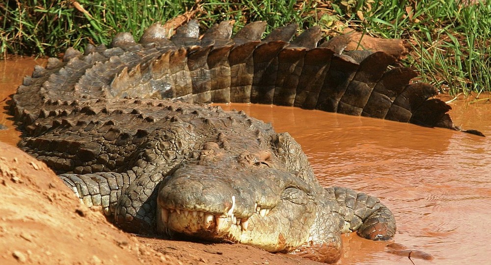 Crocodile - Samburu / Kenya - 5 mètres et toutes ses dents !