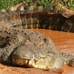 Crocodile - Samburu / Kenya - 5 mètres et toutes ses dents !