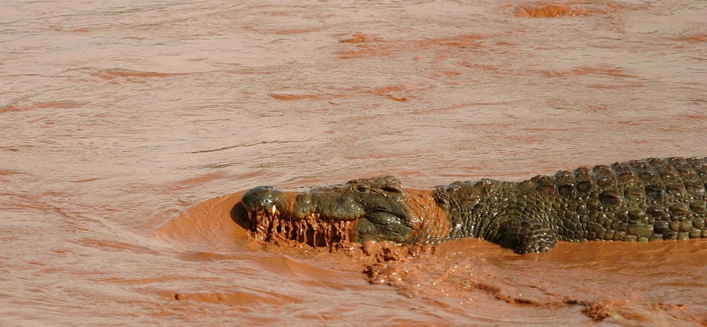 Crocodile - Samburu / Kenya