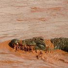 Crocodile - Samburu / Kenya