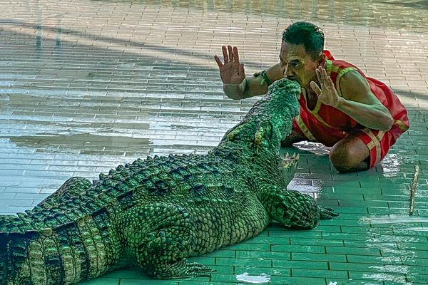 Crocodile show in Bueng Chawak Chaloem Phrakiat
