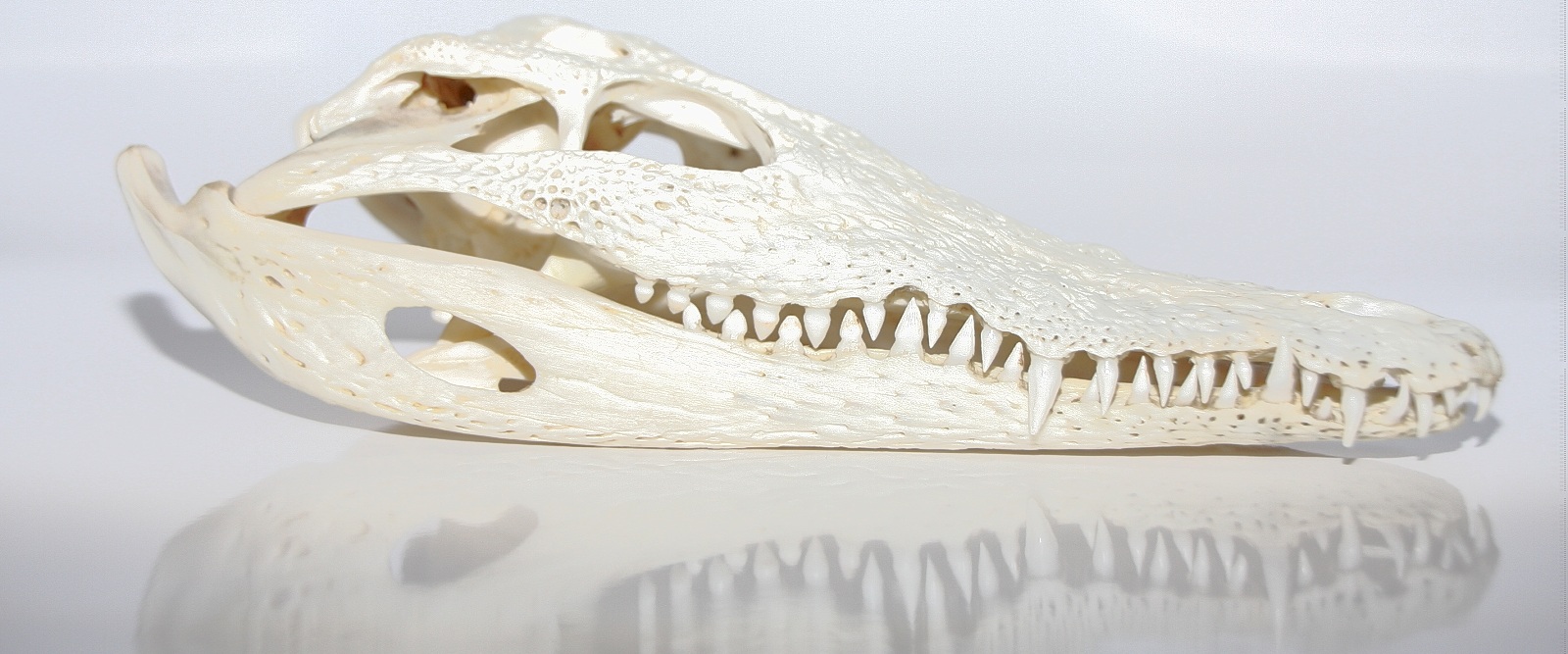 Crocodile Skull 2
