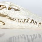 Crocodile Skull 2