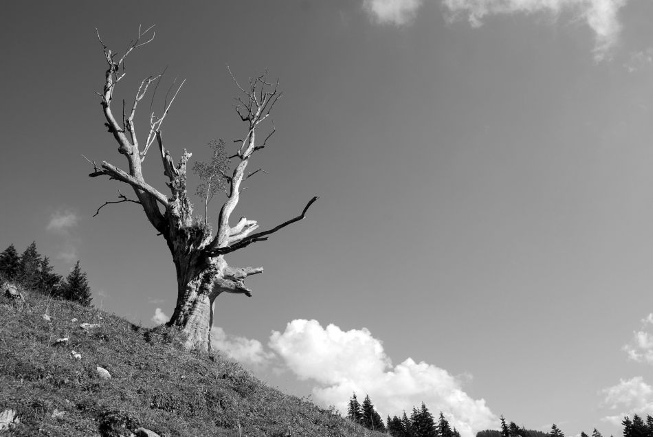 Crocodile tree