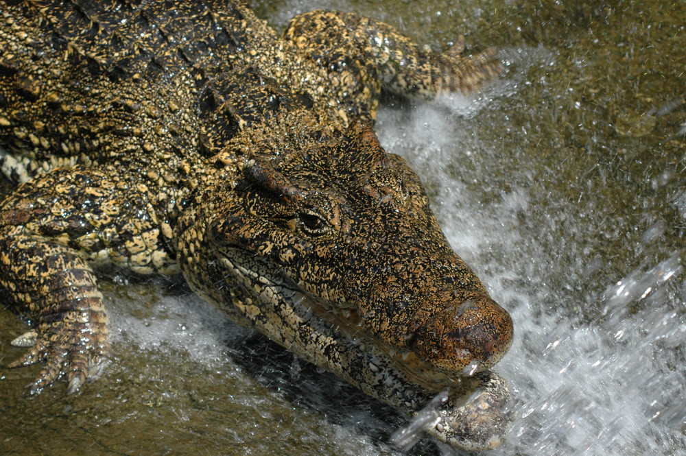 Crocodile under shower