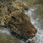 Crocodile under shower