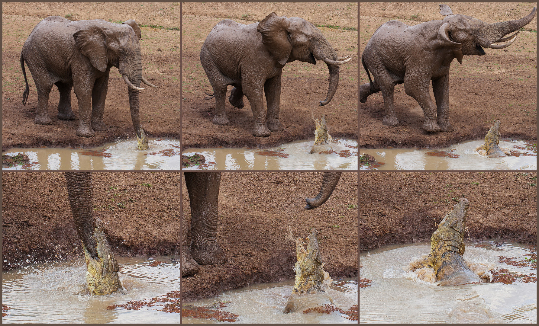 Crocodile Vs Elephant Foto & Bild | tiere, wildlife, crocodile Bilder