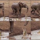 Crocodile Vs Elephant