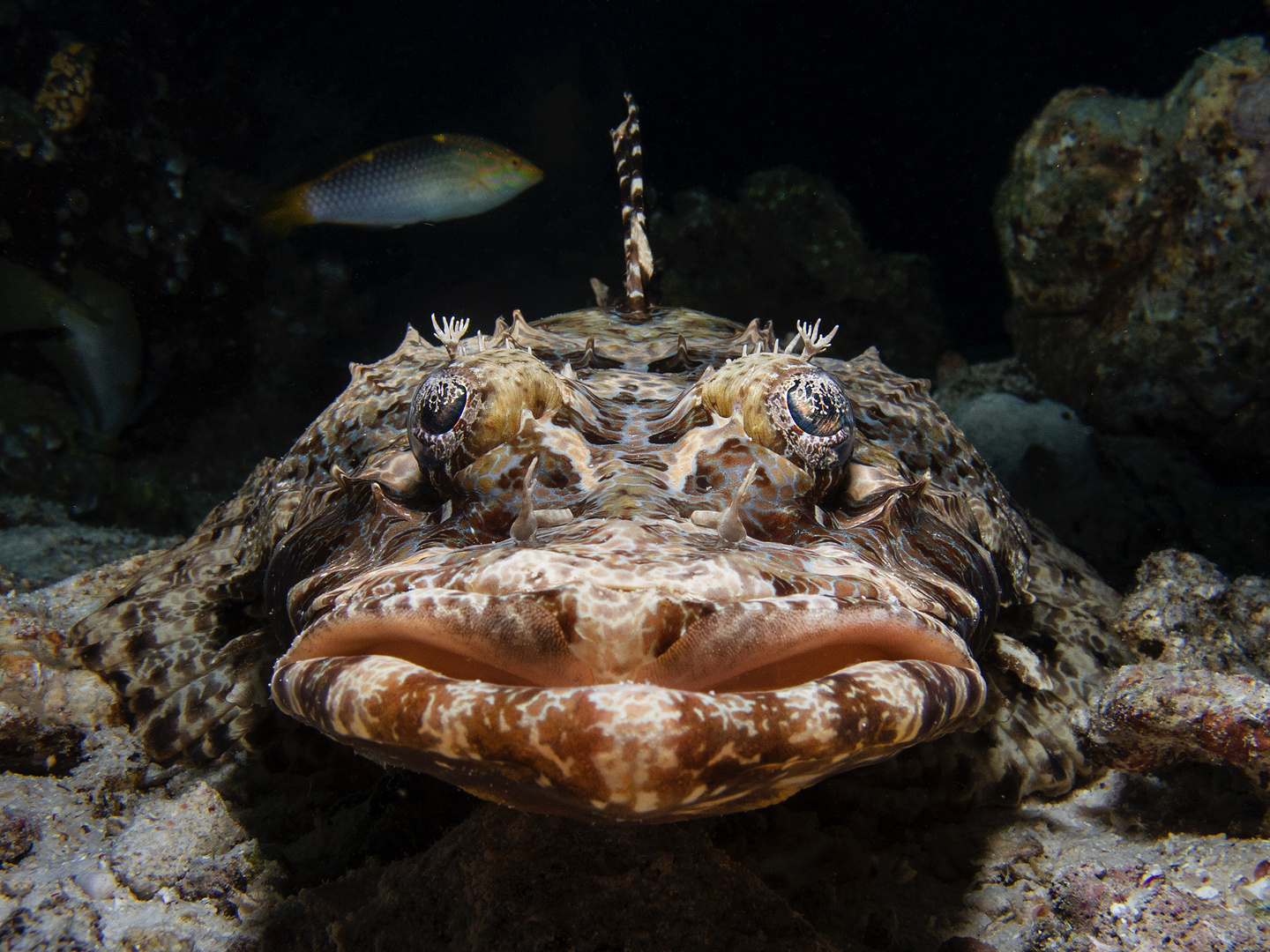 Crocodilefish Raja Ampat 2015