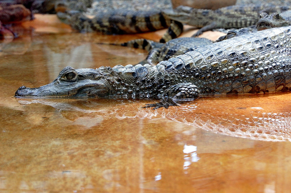 Crocodiles