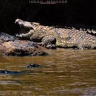 Crocodiles