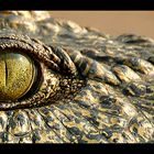 crocodiles eye