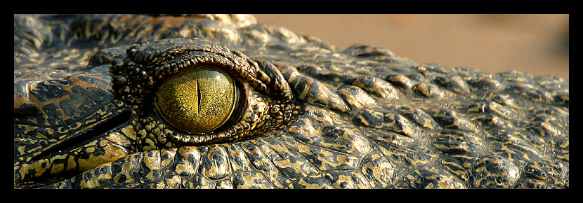 crocodiles eye