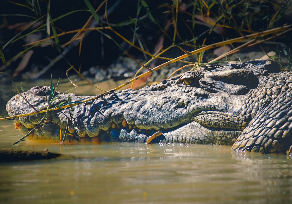 Crocodiles - no swimming