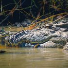 Crocodiles - no swimming