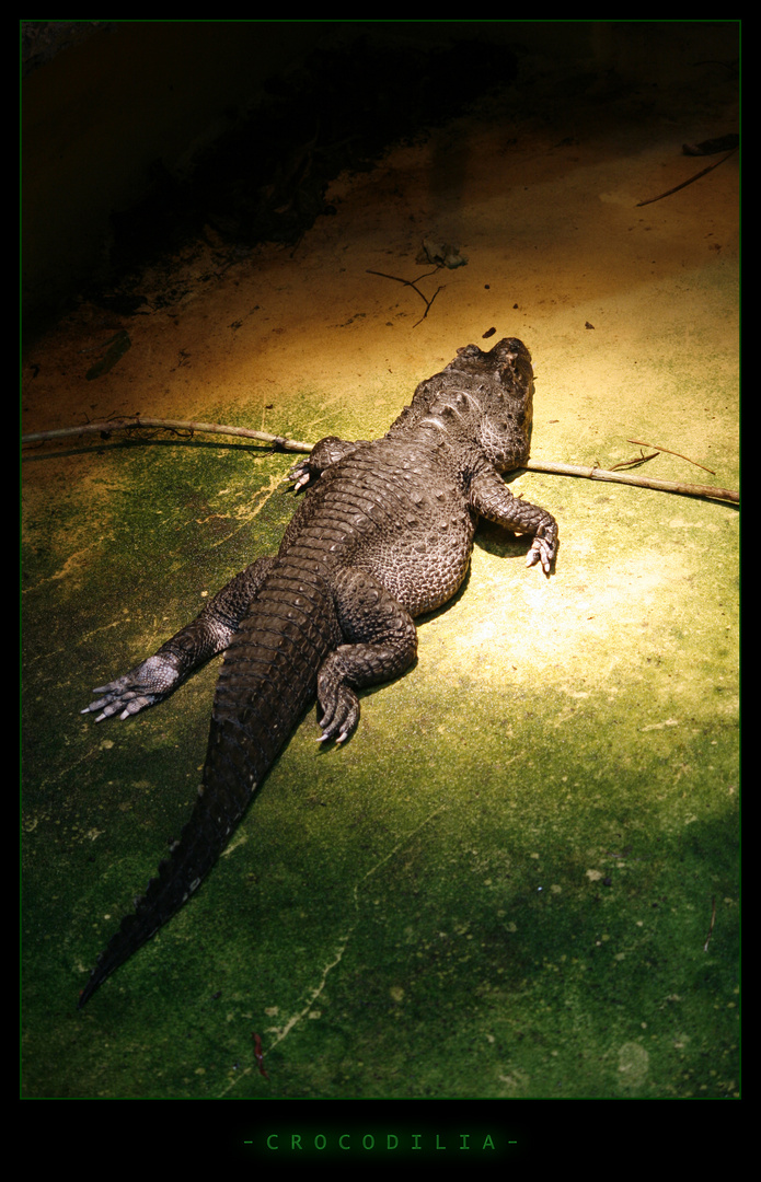 Crocodilia