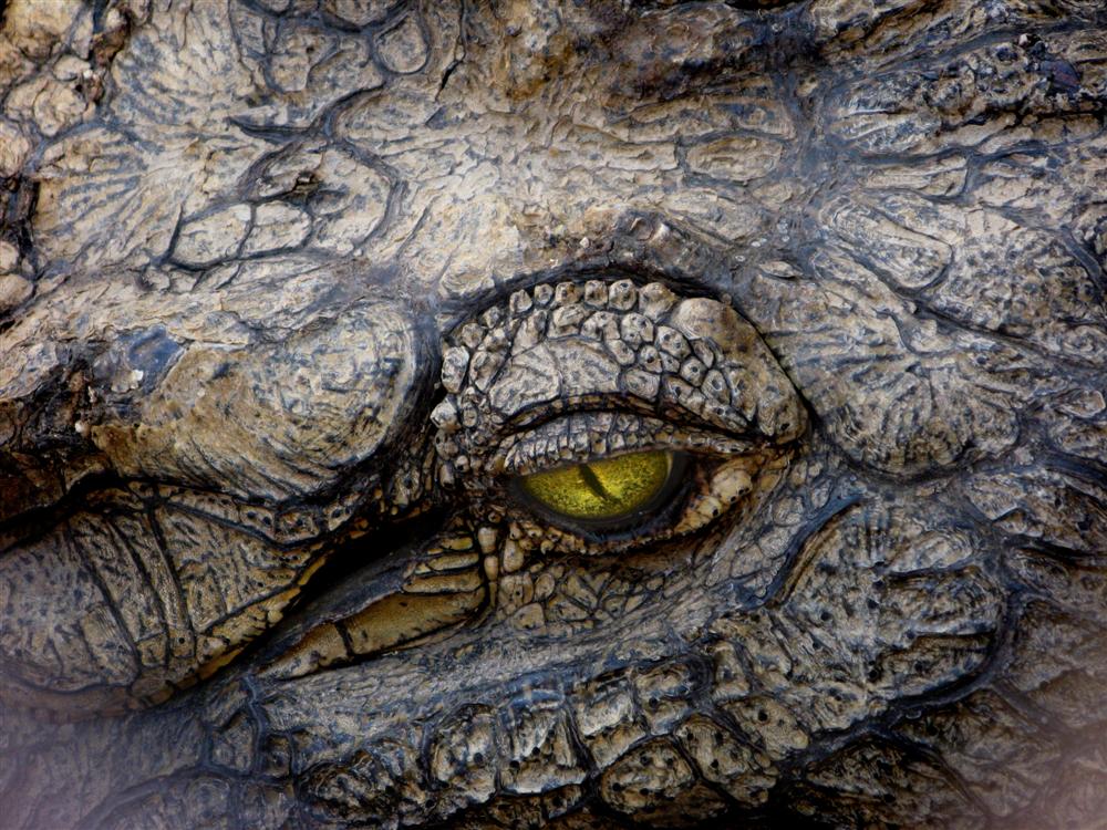 crocodil's eye