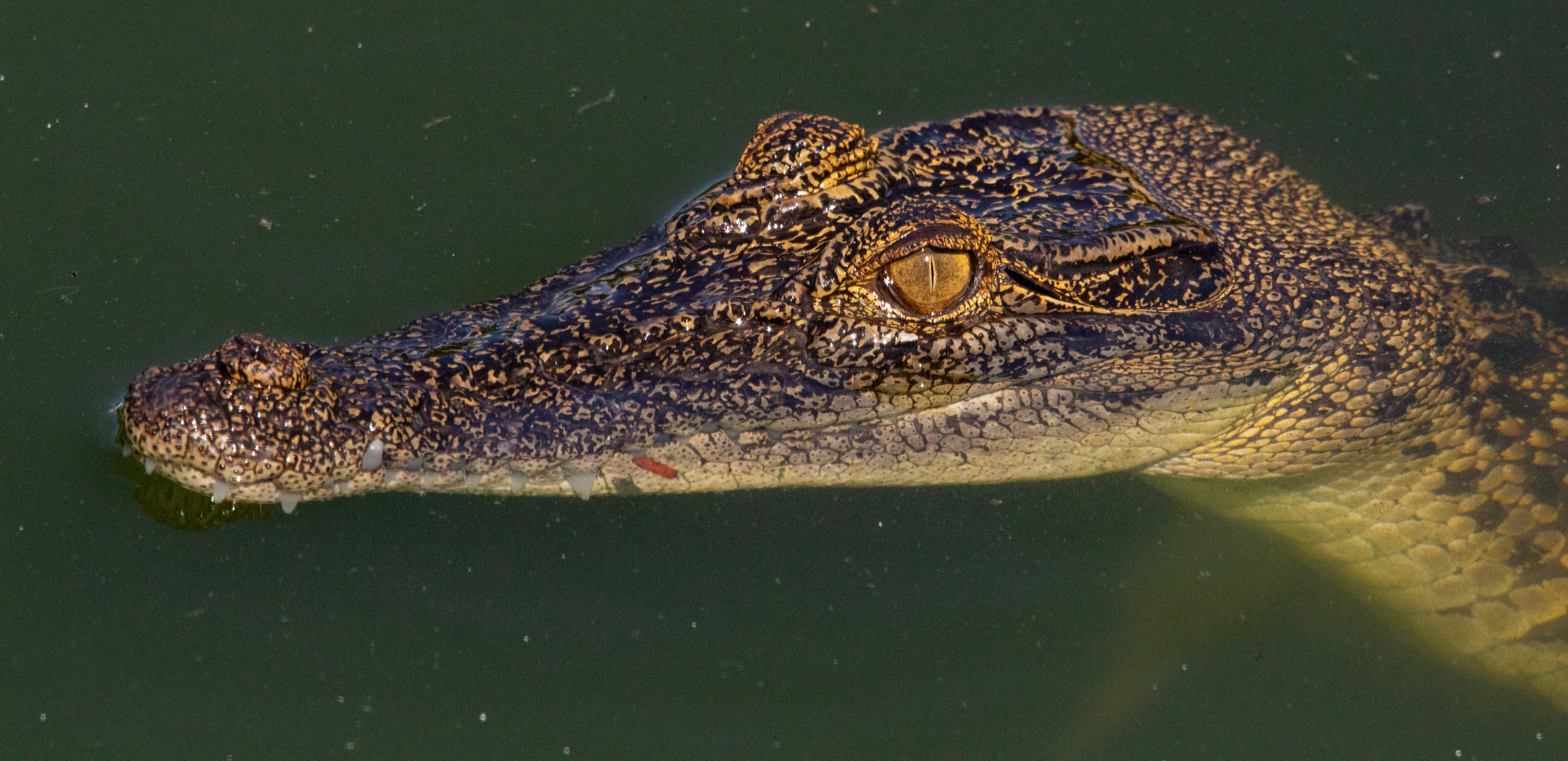 Crocodylus johnsoni