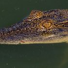 Crocodylus johnsoni