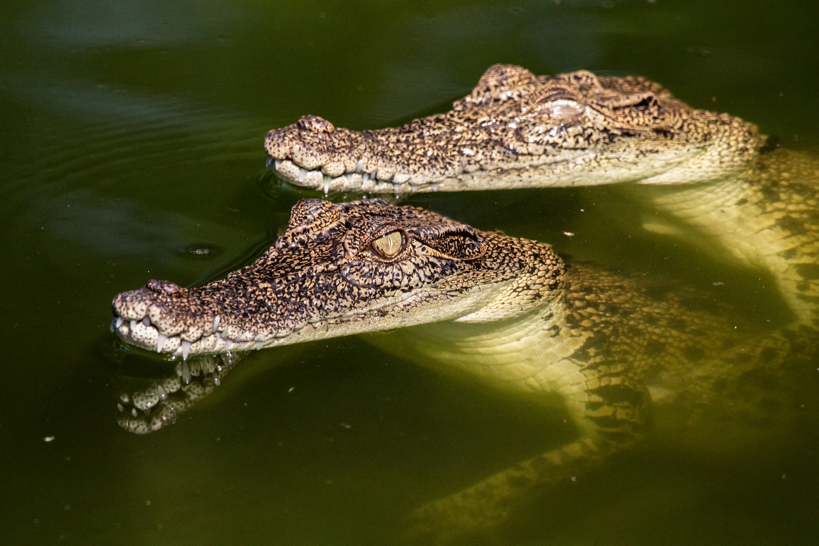 Crocodylus johnsoni