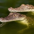 Crocodylus johnsoni